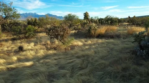 Low aerial pullback of exotic desert cactus in Arizona Stock-Footage 168180657