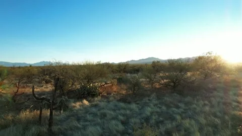 Low aerial pullback of lush desert cactus at sunrise Stock Footage 167907970