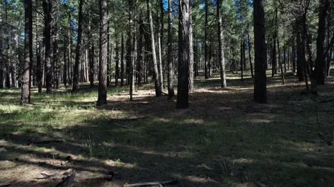 Low aerial pullback in a pine forest Stock Footage 194571981