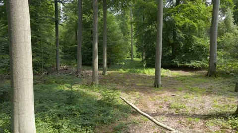 Low Aerial push in between forest trees Stock-Footage 159358836