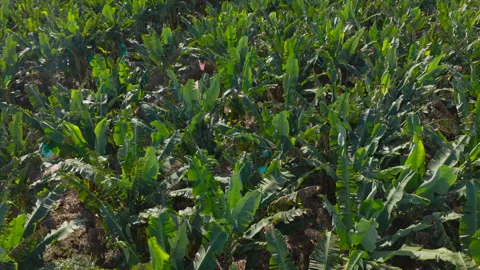 Low Aerial Push Forward Over Dense Banana Plantation Canopy 動画素材 343436164
