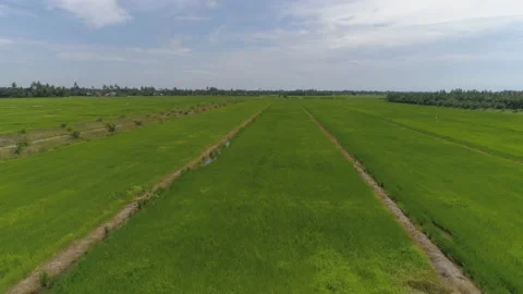 Low Aerial of Rice Paddy Fields, Malaysia Video stock 143232512