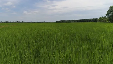 Low Aerial of Rice Paddy Fields, Malaysia Stock Footage 143235363