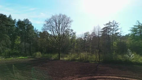 Low Aerial Right-to-Left Drone Shot of Tree and Cornfield Stock Footage 307365222