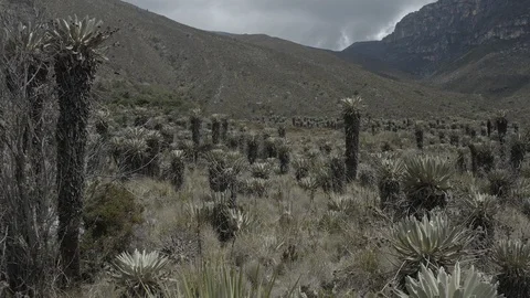 Low aerial sails through a bunch of frailejones trees in Colombia's El Cocuy Vídeos de archivo 106529031