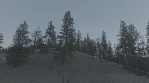 Low aerial of sandy hillside with sparse pines Stock Footage 344092815