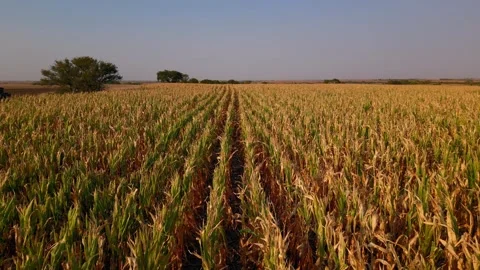 Low aerial skimming a cornfield with trees on the horizon Stock Footage 345531906