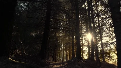 Low Aerial Through Forest Stock Footage 115533438