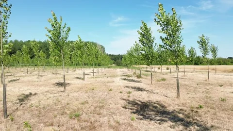 Low Aerial Tracking Shot Between Rows of Young Poplar Trees Stock Footage 339325894