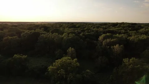 Low aerial tracking shot over English woodland canopy in at summer golden hour Stock Footage 336486381
