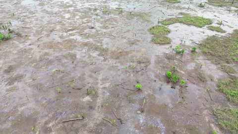 Low Aerial View of Amazon River Marshland and Muddy Wetland Stock Footage 336124899