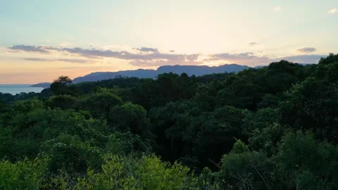 Low Aerial View of Atlantic Forest Treetops at Dusk with Warm Sky – Ilhabela Vídeos de archivo 334617587