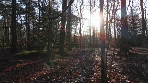 Low Aerial view between trees and sun flare Stock Footage 147333902