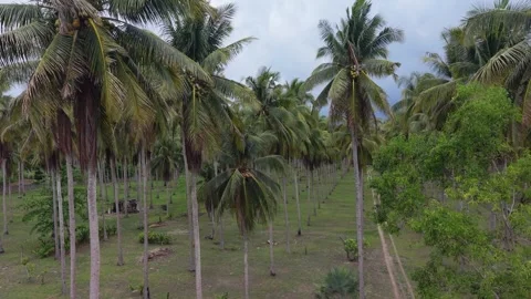 Low Aerial View of Coconut Fronds and a Track in Puerto Princesa Stock Footage 346285068