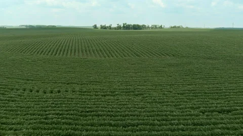 Low aerial view over corn crop in South Dakota Vidéo 157892310