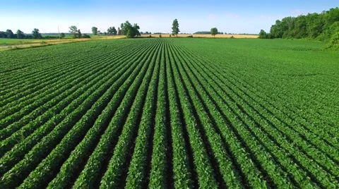 Low aerial view of soybean fields with flock of birds adding interest Stock Footage