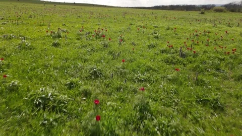 Low-altitude aerial drone flight over a blooming meadow with red wild flower Vídeos de archivo 337394646
