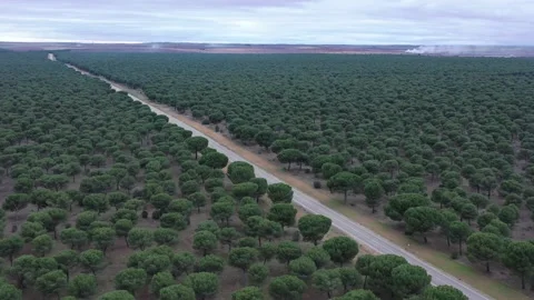Low altitude aerial over pine forest with diagonal secondary road Stock Footage 327641745