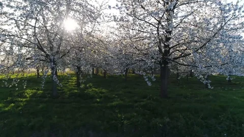 Low altitude aerial view of cherry blossom forest 4k Stock Footage 104700755