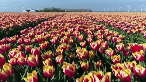 Low altitude aerial view of two toned tulips located in Flevoland 4k Stock Footage 146329577