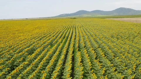 Low altitude and speed flight over a field of sunflowers Stock Footage 201007783