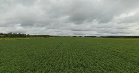 Low Altitude Backward Drone Flight Over Summer Field Under Cloudy Sky Video stock 327328756
