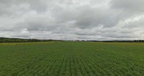 Low Altitude Backward Drone Flight Over Summer Field Under Cloudy Sky - 3 Video stock 327330012