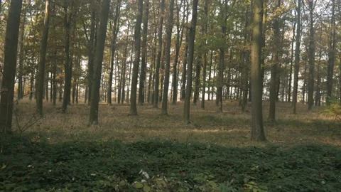 Low altitude cinelifter drone flight in the forest Stock Footage 163949944