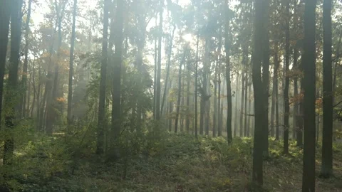 Low altitude cinelifter drone flight in the forest Stock Footage 163950100