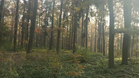 Low altitude cinelifter drone flight in the forest Video stock 163950154