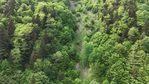 Low Altitude Drone Ascending Through Forest Trees Cinematic Nature Shot 4K Video stock 338201920