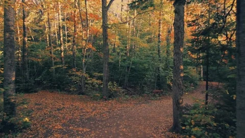 Low Altitude Drone Fight Through The Trees Over A Walking Trail Stock Footage 255168367