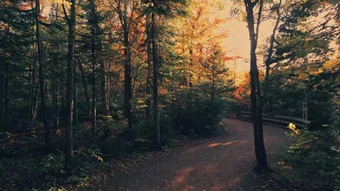 Low Altitude Drone Fight Through The Trees Over A Trail Video stock 255168368