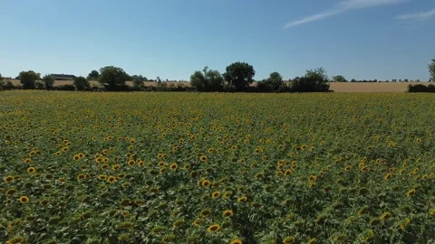 Low Altitude Drone Flight Above Sunflower Field Stock Footage 339290896