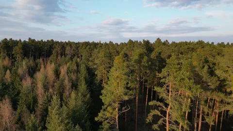 Low Altitude Drone Flight Above Pine Forest at Golden Hour in Germany Stock Footage 340550631