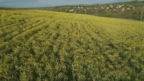 Low Altitude Drone Flight Above Blooming Rapeseed Field Stock Footage 341764145