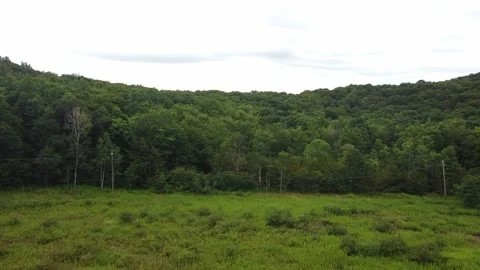 A Low Altitude Drone Flight Across a Meadow Towards the Woods Stock-Footage 159149334
