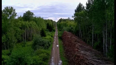 Low-altitude drone flight along a muddy forest road in Estonia Stock Footage 343306979