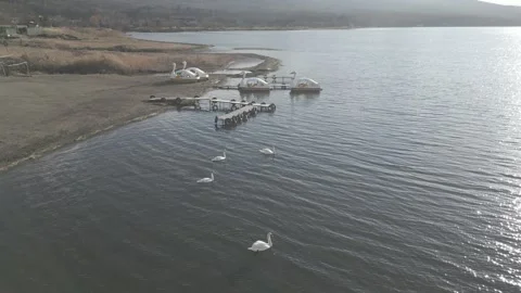Low-Altitude Drone Flight Over Lake Yamanakako with Swans and Swan Pedalos Stock Footage 302356788