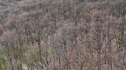 Low Altitude Drone Flight Over Forest Path  DJI Mini 4 Pro Cinematic Nature 動画素材 307507982