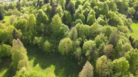 “Low-Altitude Drone Flight Over Lush Spring Forest in Logatec, Slovenia Vidéo 308070348