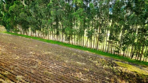 Low-Altitude Drone Flight Over Farmland and Pine Trees After Rain Stock Footage 314519421