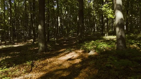 Low-altitude drone flight over a forest path Stock Footage 317831995