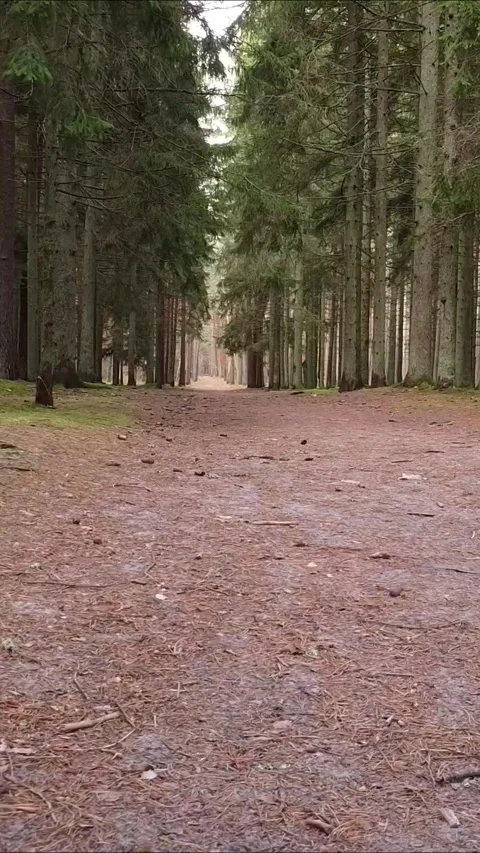 Low altitude drone flight over forest trail, Vertical 9:16. Stock Footage 322022015