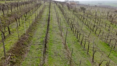Low altitude drone flight over dormant vineyard rows in Piedmont Italy Vidéo 330458112