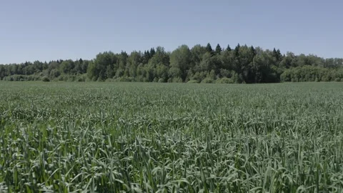 Low altitude drone flight over grass Stock-Footage 331740622