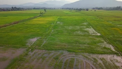 Low altitude drone flight over waving green rice fields 60p 스톡 동영상 333610797