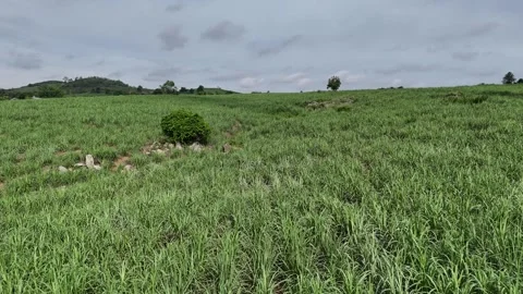 Low-altitude drone flight over silver grass hills in M'Drak, Dak Lak 動画素材 337399539