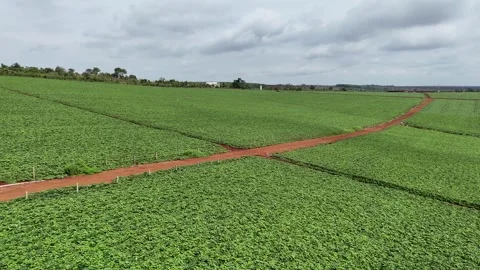 Low-altitude drone flight over vast sweet potato farm in Gia Lai 動画素材 337404281