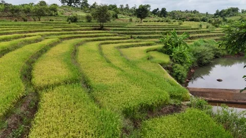 Low-altitude drone flight over rice terraces in Chu Sue, Gia Lai 動画素材 337404409